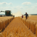 SovEcon boosts Russian wheat export outlook amid strong demand, better margins