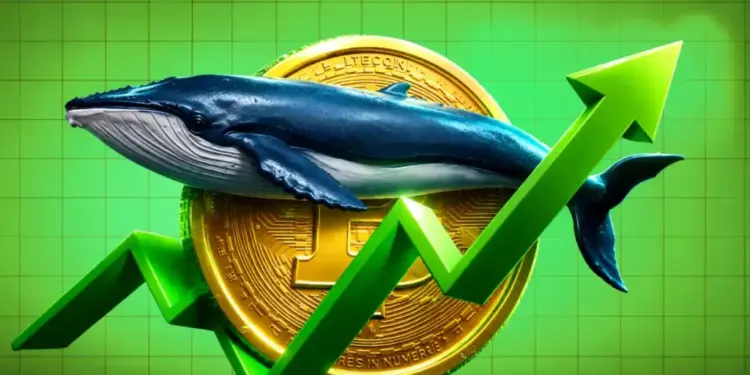 Where are Crypto Whales Buying Next After Bitcoin’s Rally